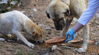 Kastamonu Belediyesi’nin sokak hayvanlarını toplayarak öldürdüğü iddia edildi