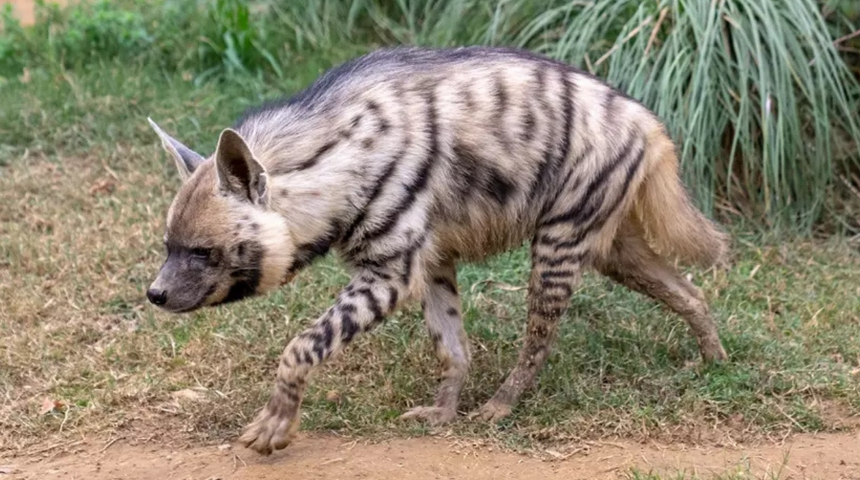 Şanlıurfa'da nesli tükenme tehlikesi altındaki çizgili sırtlan yolda ölü bulundu