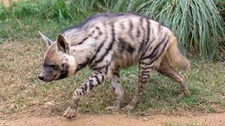 Şanlıurfa'da nesli tükenme tehlikesi altındaki çizgili sırtlan yolda ölü bulundu