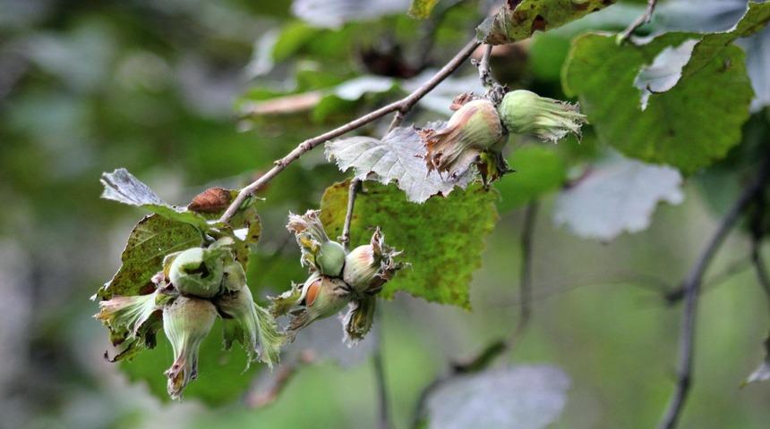Fındık küspesi insan sağlığını koruyacak