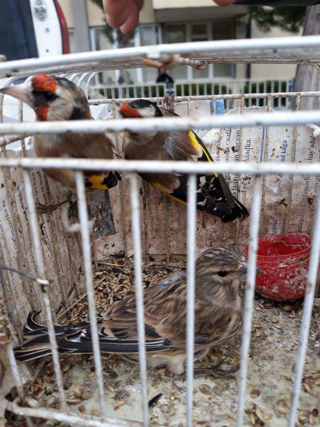İki küçük kuş için amansız mücadele; Biri kafese biri meze tabağına giriyor