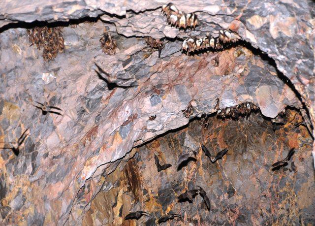 Havran'daki suni mağara yarasaların yuvası oldu<br />
