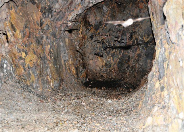Havran'daki suni mağara yarasaların yuvası oldu<br />
