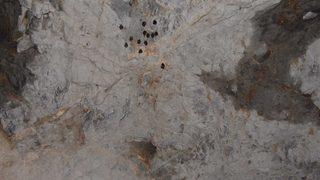 Havran'daki suni mağara yarasaların yuvası oldu