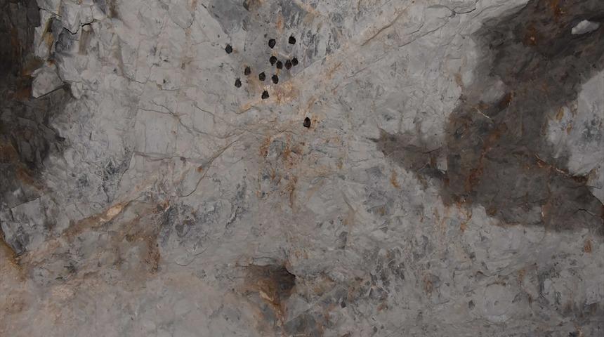 Havran'daki suni mağara yarasaların yuvası oldu