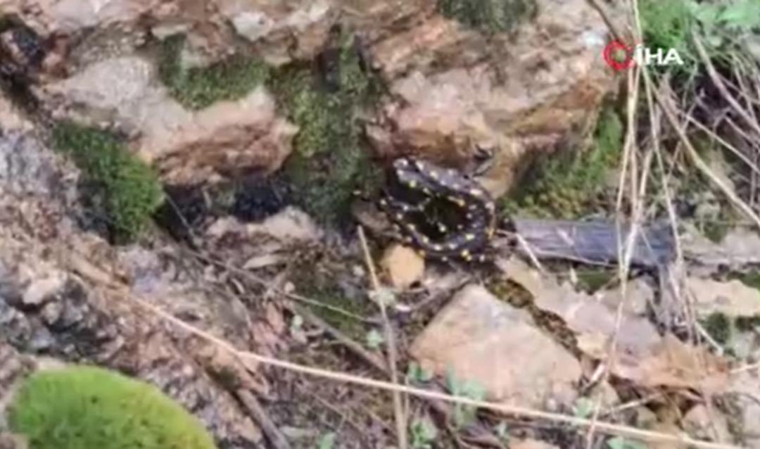 Doğal yaşam alanında görüntülendi! Dolaşırken karşısına nesli tükenmekte olan benekli semender çıktı 1