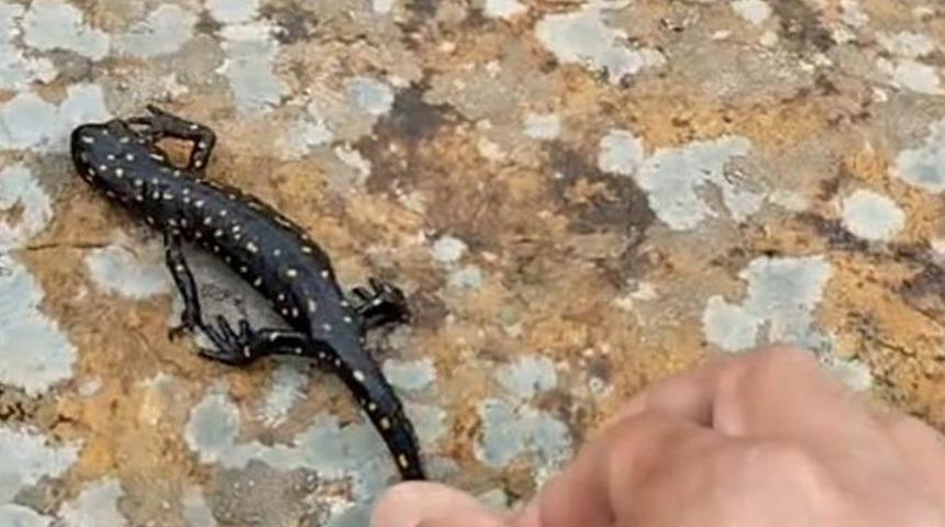 Doğal yaşam alanında görüntülendi! Dolaşırken karşısına nesli tükenmekte olan benekli semender çıktı