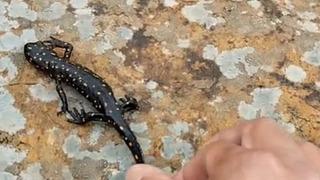 Doğal yaşam alanında görüntülendi! Dolaşırken karşısına nesli tükenmekte olan benekli semender çıktı