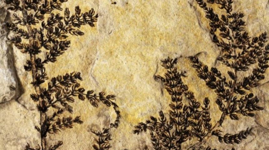 D&uuml;nyanın 'ilk &ccedil;i&ccedil;eği'