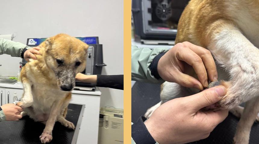 Bu hayvan hastalığı insanlara da etki ediyor! 'Leishmaniasis' köpeklerde kalıcı etki bırakıyor...