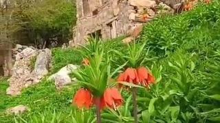 Batman'da ters laleler doğayı renklendirdi