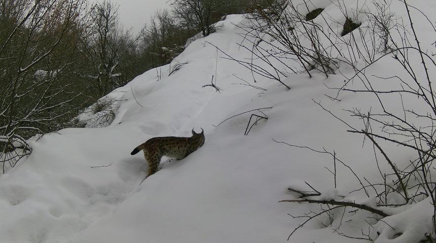 Erzincan'da yaban hayatı fotokapanla görüntülendi