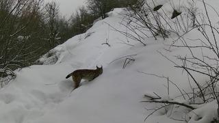 Erzincan'da yaban hayatı fotokapanla görüntülendi