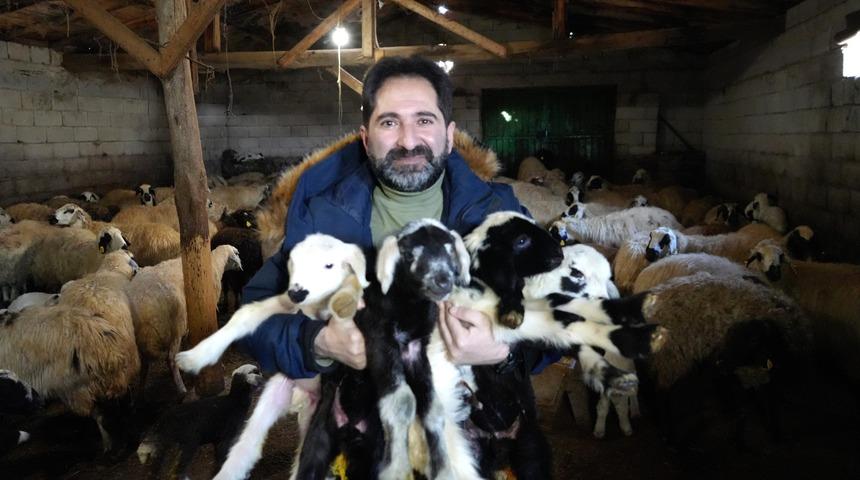 Besiciler oğlak ve kuzuları büyütme telaşında