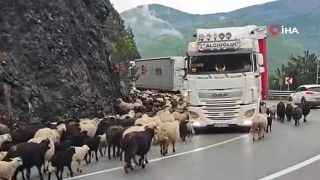 Artvin'de yaylaya giden koyun sürüsü karayolunu işgal etti