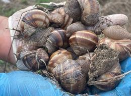 Topraktan çıkmaya başladılar! Doğru yer bulursanız günlük 2 bin liradan fazla getirisi var