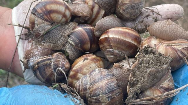 Topraktan çıkmaya başladılar! Doğru yer bulursanız günlük 2 bin liradan fazla getirisi var