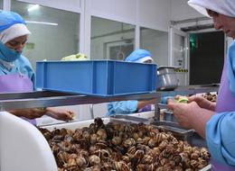 Kilosu 35 TL: Kadınlar ve gençler için gelir kapısı! Günlük 2000 TL'ye kadar kazanç... 