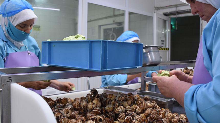 Kilosu 35 TL: Kadınlar ve gençler için gelir kapısı! Günlük 2000 TL'ye kadar kazanç... 