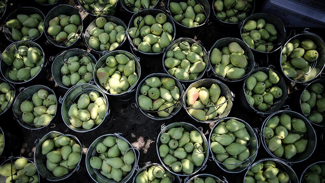 İlginç olayın adresi Antalya! Hararetli trafik kavgasında armut Yargıtay dan silah olarak geçti... 1