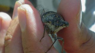 Keşfedilen yeni böcek türüne eşinin adını verdi: Emine bilimsel literatüre kazandırıldı dergide yayımlandı...