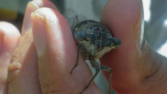Keşfedilen yeni böcek türüne eşinin adını verdi: Emine bilimsel literatüre kazandırıldı dergide yayımlandı...