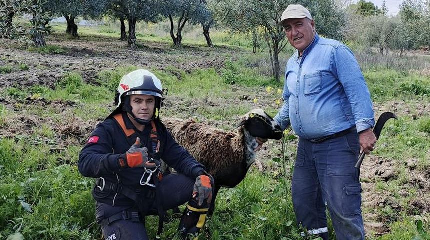 Kuyuya düşen koyunu itfaiye kurtardı