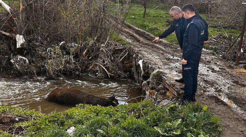 Ölü büyükbaş hayvan dereye bırakıldı