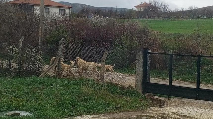 Akpınar halkı başıboş köpeklerden tedirgin