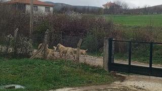 Akpınar halkı başıboş köpeklerden tedirgin
