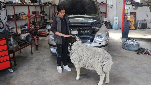 Yer: Hatay! 14 yaşındaki Nehir, hediye edilen kuzu Şakiri babasının tamirhanesinde besliyor