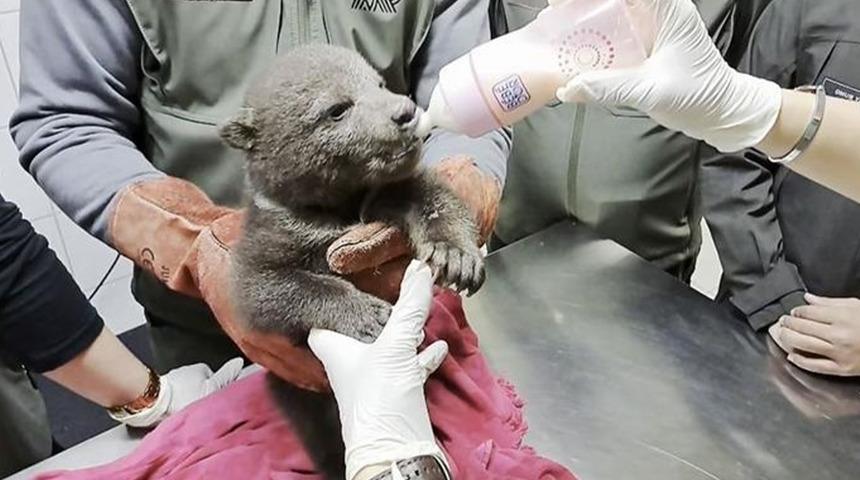 Ormanda yorgun halde bulunan yavru boz ayı tedaviye alındı; 'Bulut' ismi verildi