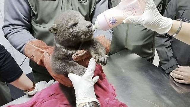 Ormanda yorgun halde bulunan yavru boz ayı tedaviye alındı; 'Bulut' ismi verildi