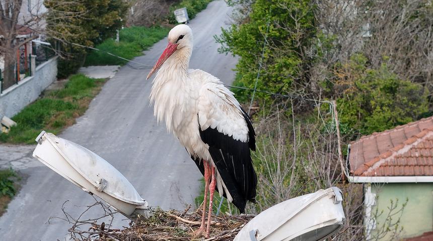 Misafirlerine kavuşan Leylekli köyü havadan görüntülendi: Belgesel tadında görüntüler ortaya çıktı