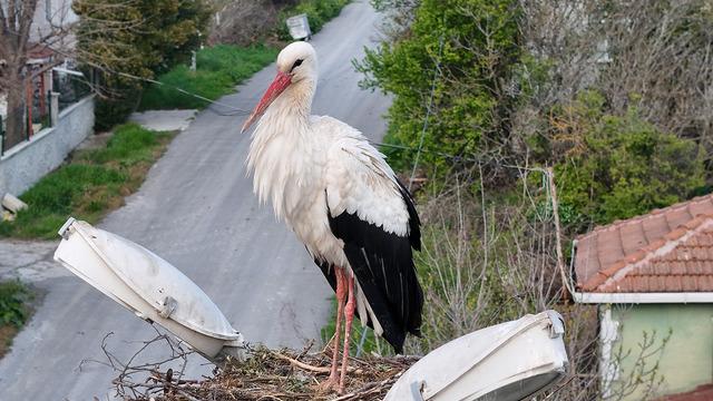 Misafirlerine kavuşan Leylekli köyü havadan görüntülendi: Belgesel tadında görüntüler ortaya çıktı