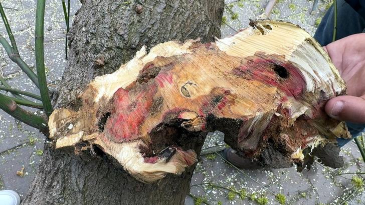 Kimyasal bile etki etmiyor! Hepsi kökünden söküldü: O böcekten kurtarılamıyorlar! G5