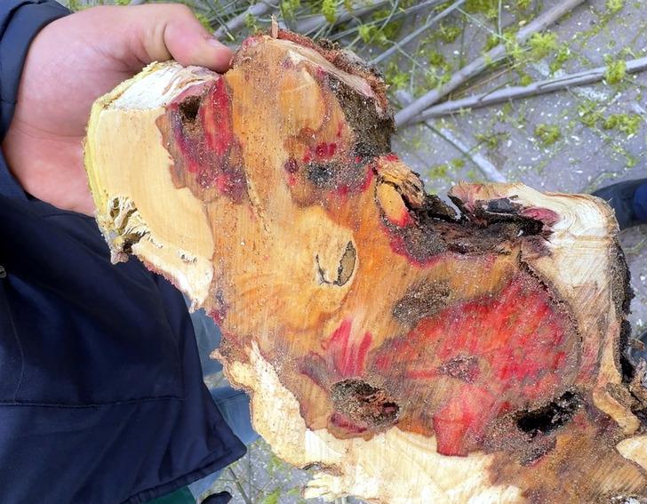 Kimyasal bile etki etmiyor! Hepsi kökünden söküldü: O böcekten kurtarılamıyorlar! G3