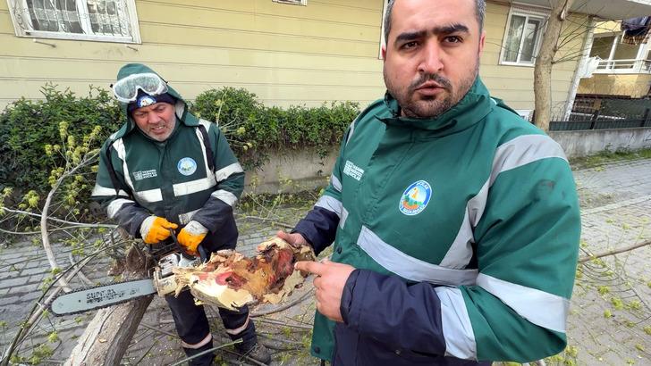 Kimyasal bile etki etmiyor! Hepsi kökünden söküldü: O böcekten kurtarılamıyorlar! G2