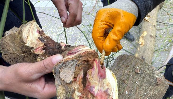 Kimyasal bile etki etmiyor! Hepsi kökünden söküldü: O böcekten kurtarılamıyorlar! G1