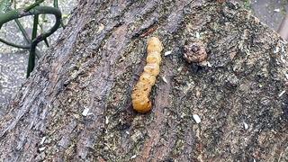 Kimyasal bile etki etmiyor! Hepsi kökünden söküldü: O böcekten kurtarılamıyorlar!