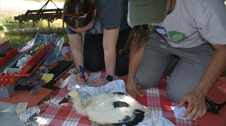 Sinop'ta yavruyken halka takılan leylek Güney Afrika'da gözlendi