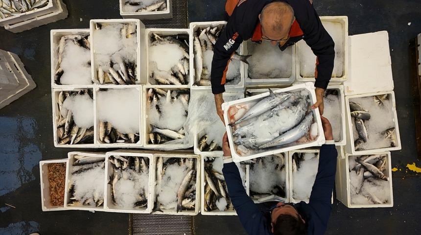 Egeli balıkçılar sezonu geçen yılın üzerinde balıkla kapatacak