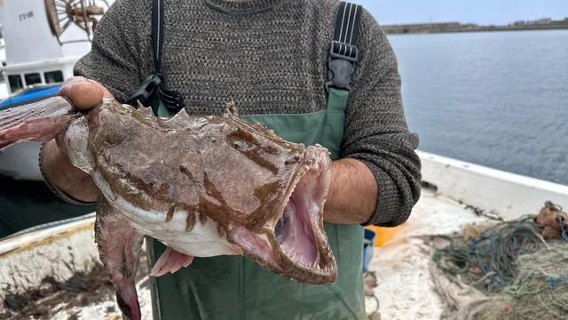 Karadeniz'de nadir görülen fener ve kırlangıç balığı ağlara takıldı