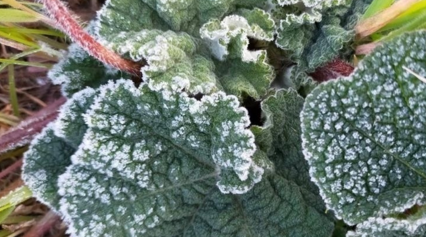 Denizli için zirai don uyarısı! Bazı yerlerde kar yağışı bekleniyor