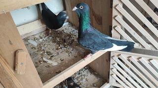 Kayıp iki güvercini bulana 20 bin lira ödül