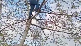 Ayakları ipe dolanmıştı! Vatandaş ağaca çıkıp kurtardı