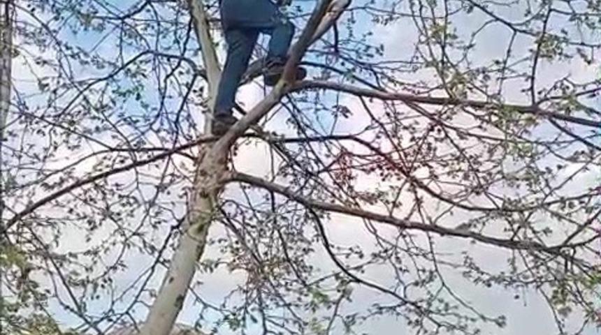 Ayakları ipe dolanmıştı! Vatandaş ağaca çıkıp kurtardı