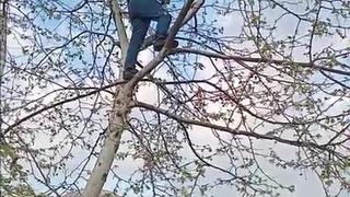 Ayakları ipe dolanmıştı! Vatandaş ağaca çıkıp kurtardı