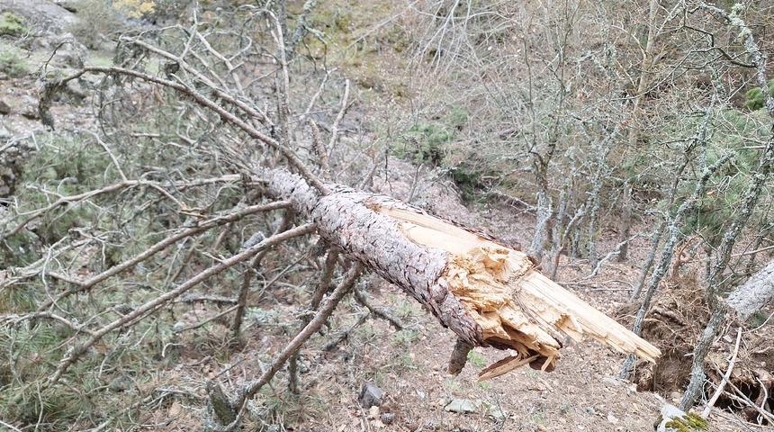 Mudurnu’nun yükseklerinde kar yükünü taşıyamayan binlerce ağaç devrildi!