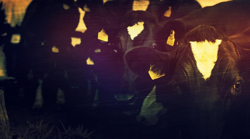 İneğin darbesi 10 yaşındaki Berfin'i hayattan kopardı! Şanlıurfa'da kahreden olay